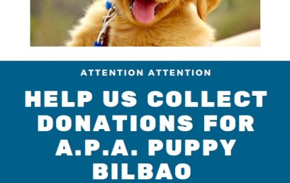 PAI 3 Proyecto comunitario: Ayuda a perros sin hogar